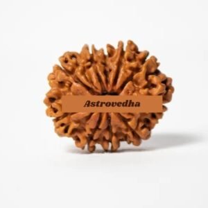 10 Mukhi Rudraksha