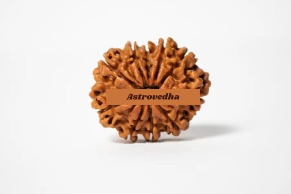 10 Mukhi Rudraksha