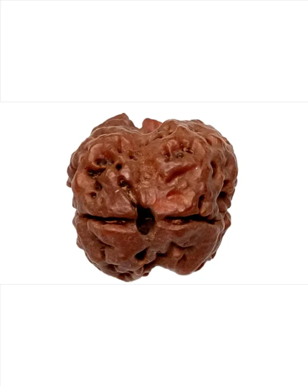 2 Mukhi Rudraksha