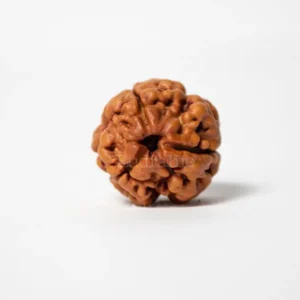 3 Mukhi Rudraksha