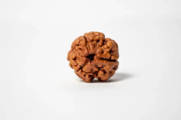3 Mukhi Rudraksha