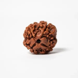 4 Mukhi Rudraksha