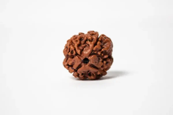 4 Mukhi Rudraksha