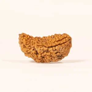 1 Mukhi Rudraksha