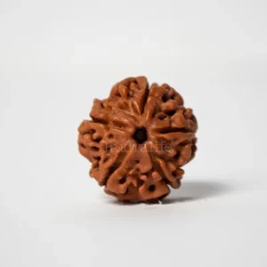 5 Mukhi Rudraksha