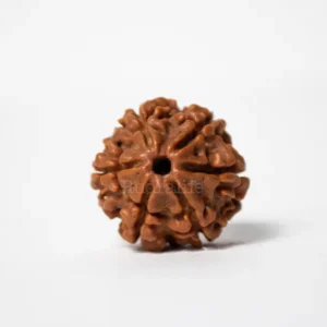 6 Mukhi Rudraksha