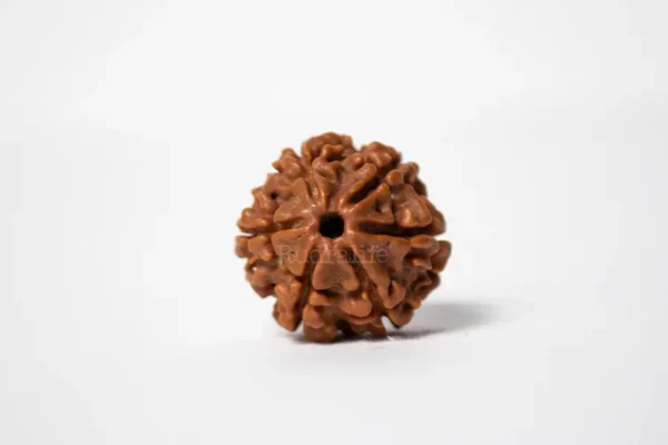 6 Mukhi Rudraksha