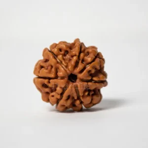 12 Mukhi Rudraksha
