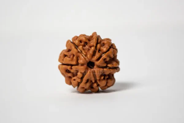 12 Mukhi Rudraksha