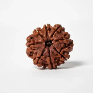 14 Mukhi Rudraksha