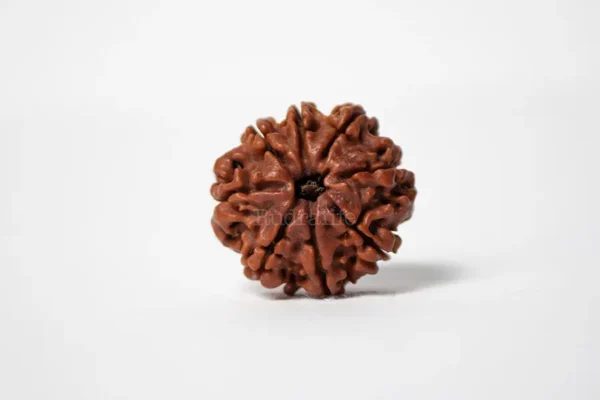14 Mukhi Rudraksha