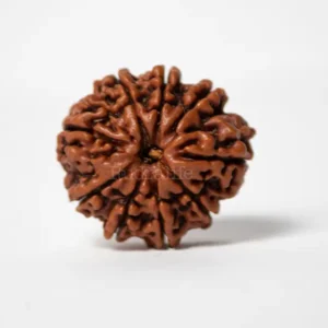 9 Mukhi Rudraksha